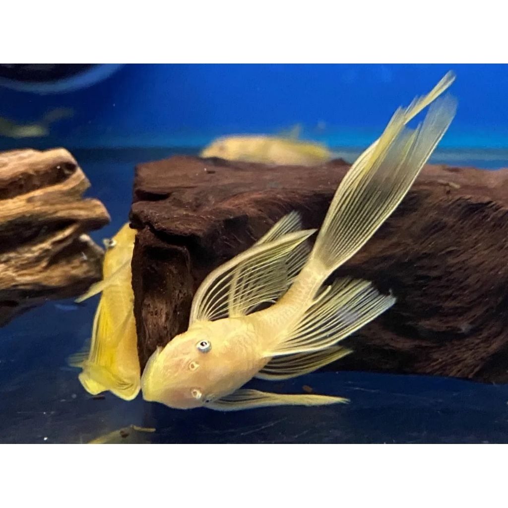 Brushmouth albino slayer/pleco L144