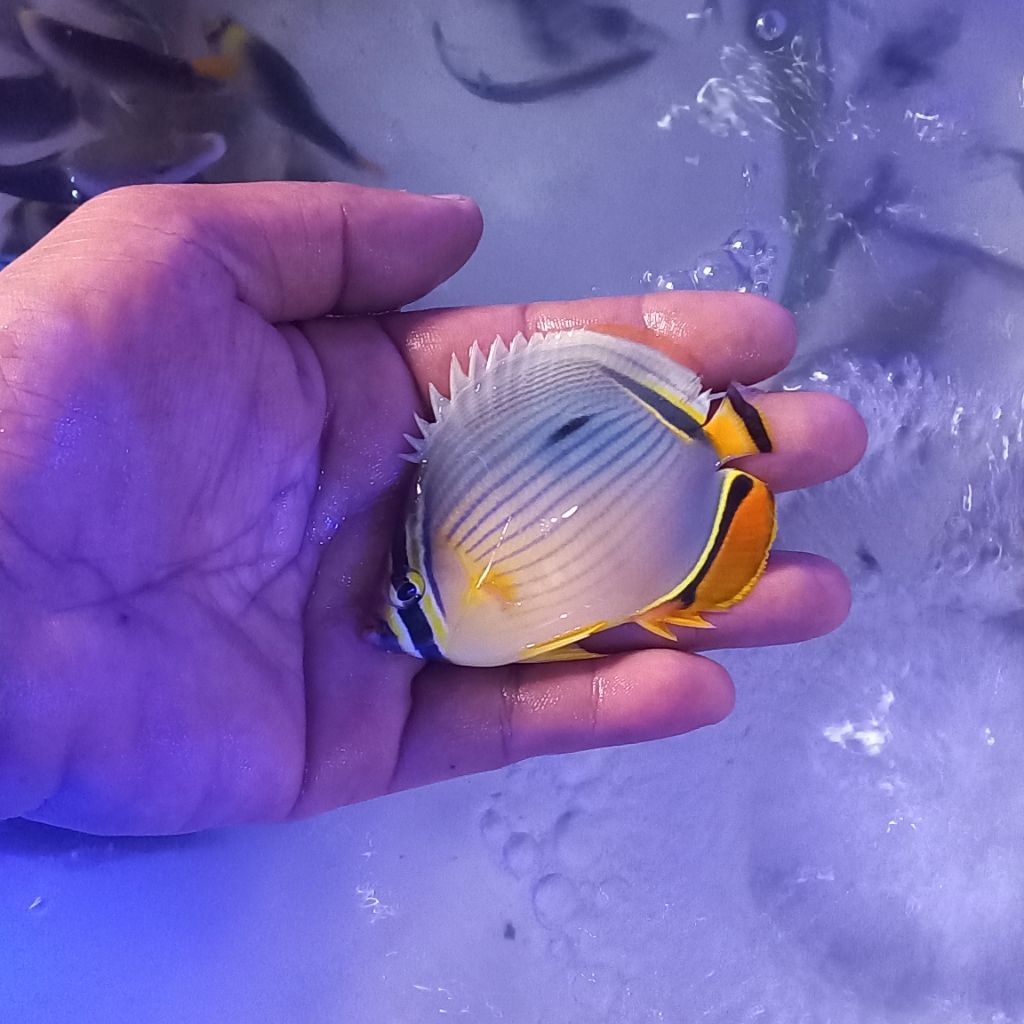 ikan hias air laut kepe melon