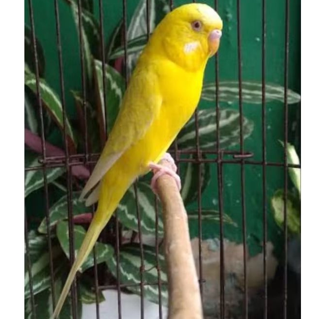 PARKIT LUTINO MM SATUAN BAGUS