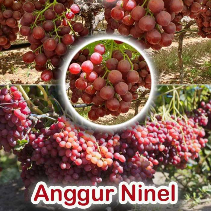 Bibit / Pohon Anggur Import NINEL | Berbuah dalam Pot | Bonus 1 Pupuk