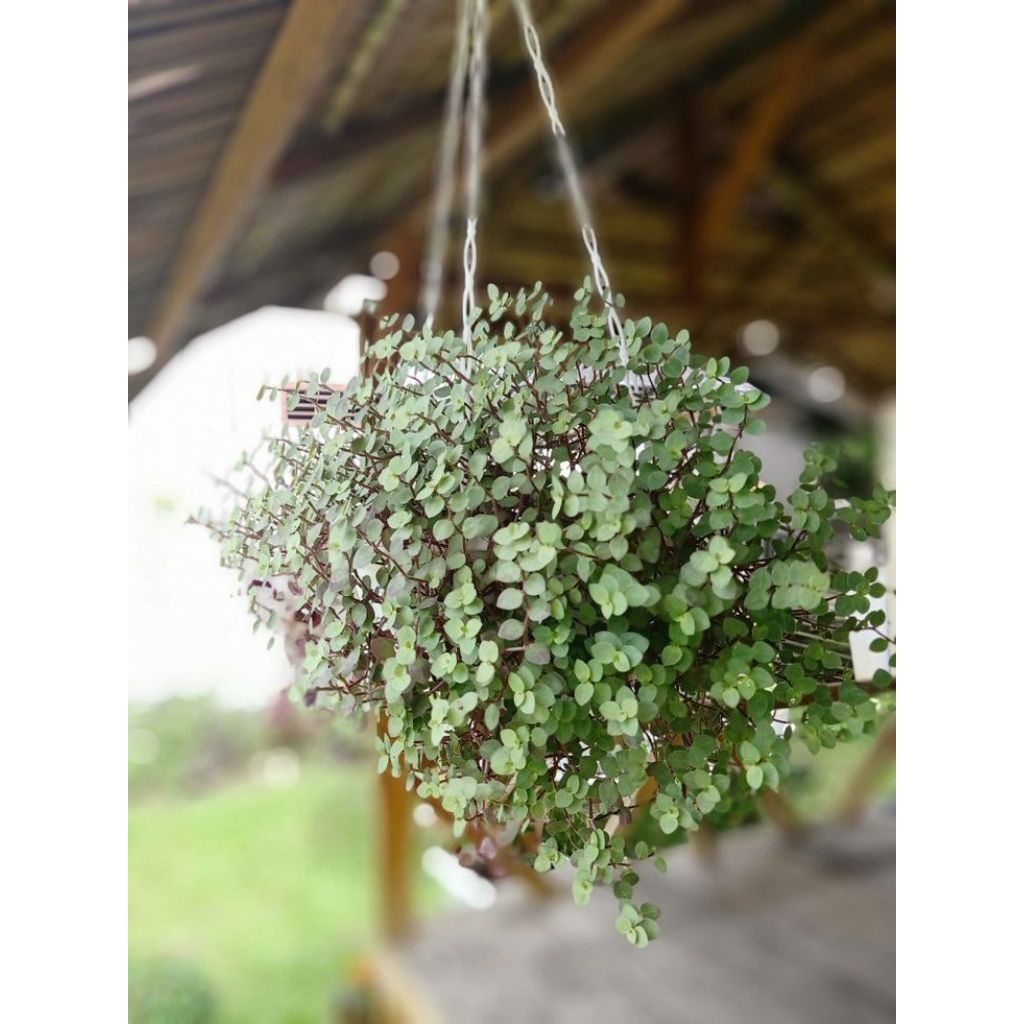 Tanaman Callisia repens, atau tanaman air mata janda, creeping inchplant, atau turtle vine.