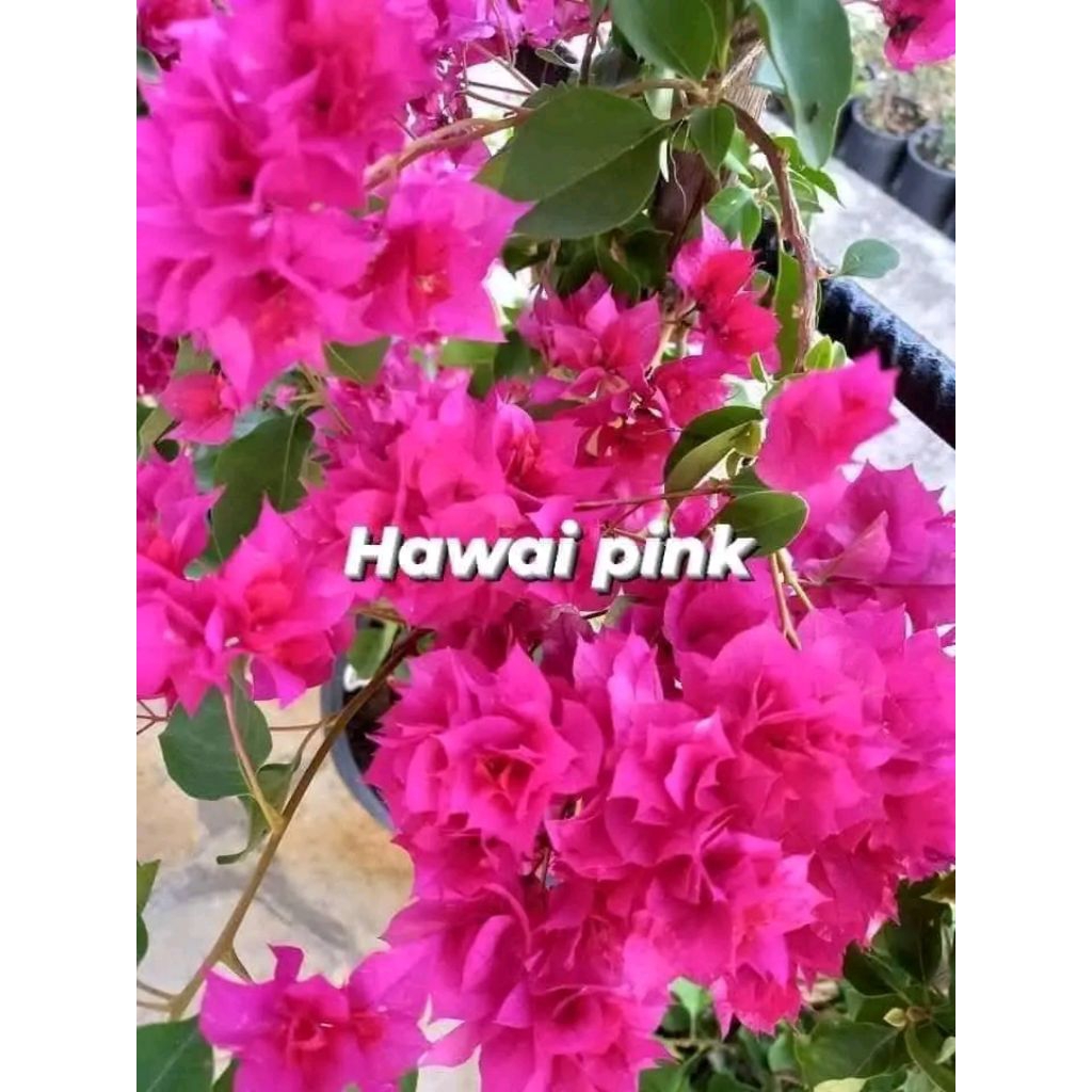 tanaman hias bougenville Hawai pink