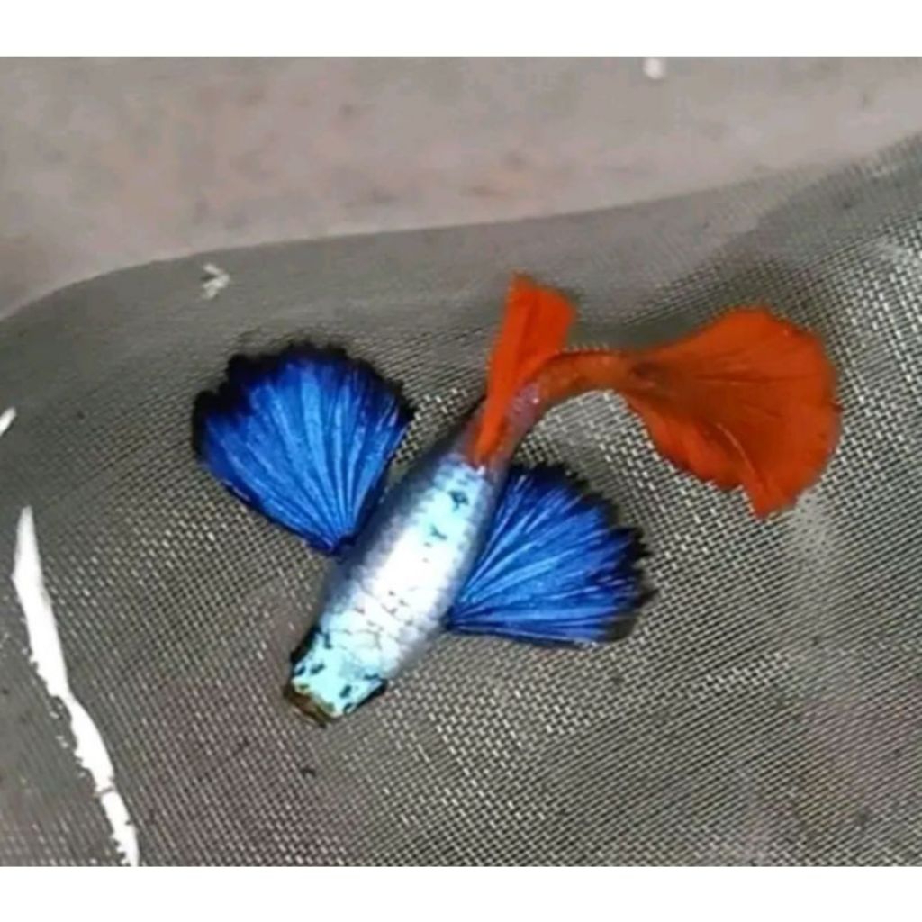 IKAN GUPPY PLATINUM RED TAIL BIG EAR/PRTDE SEPASANG