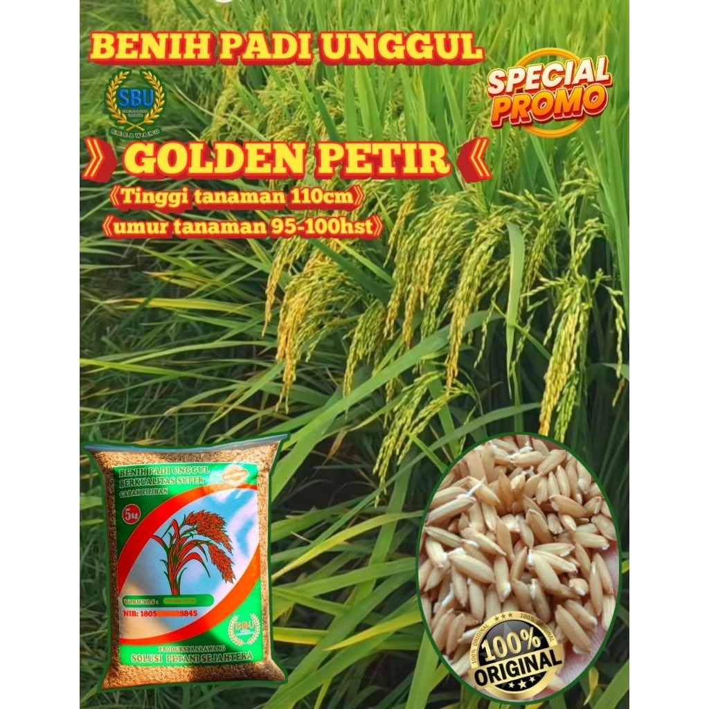 BENIH PADI UNGGUL GOLDEN PETIR 5KG