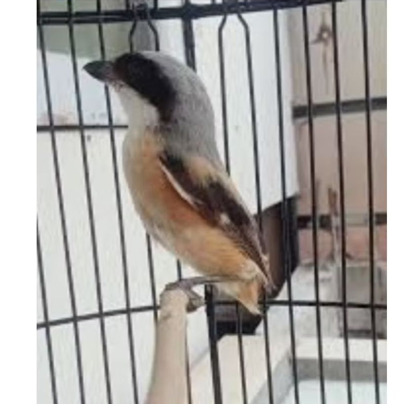 BURUNG PENTET JANTIM JANTAN BONDOL