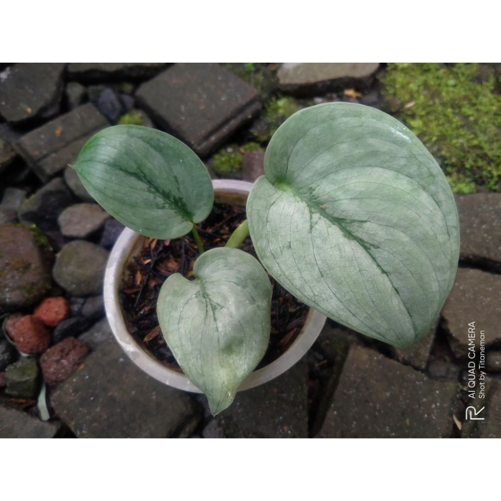 Scindapsus silver hero