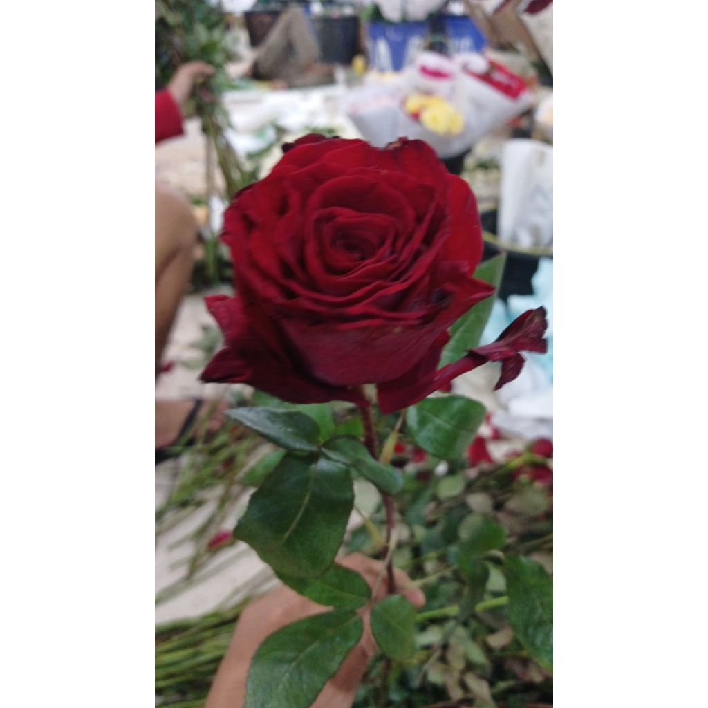 Bunga mawar satuan fres asli bunga segar