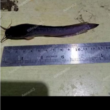 Bibit ikan lele ukuran 11-12 cm(isi 50 ekor)