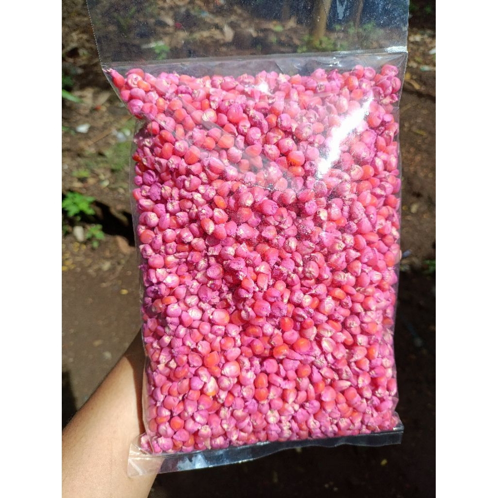 Bibit Jagung Hibrida PX-6 1 Kg