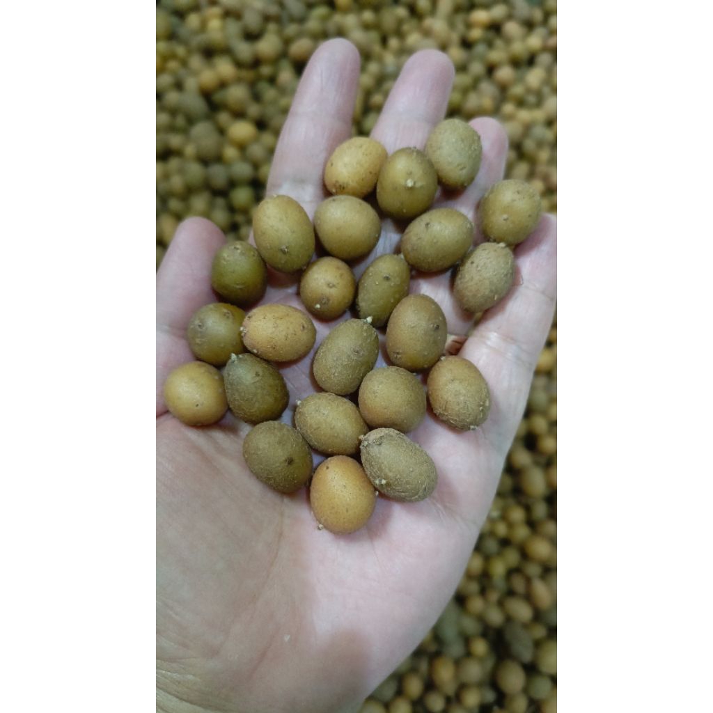 Bibit kentang G0 Granola L ukuran Sukro