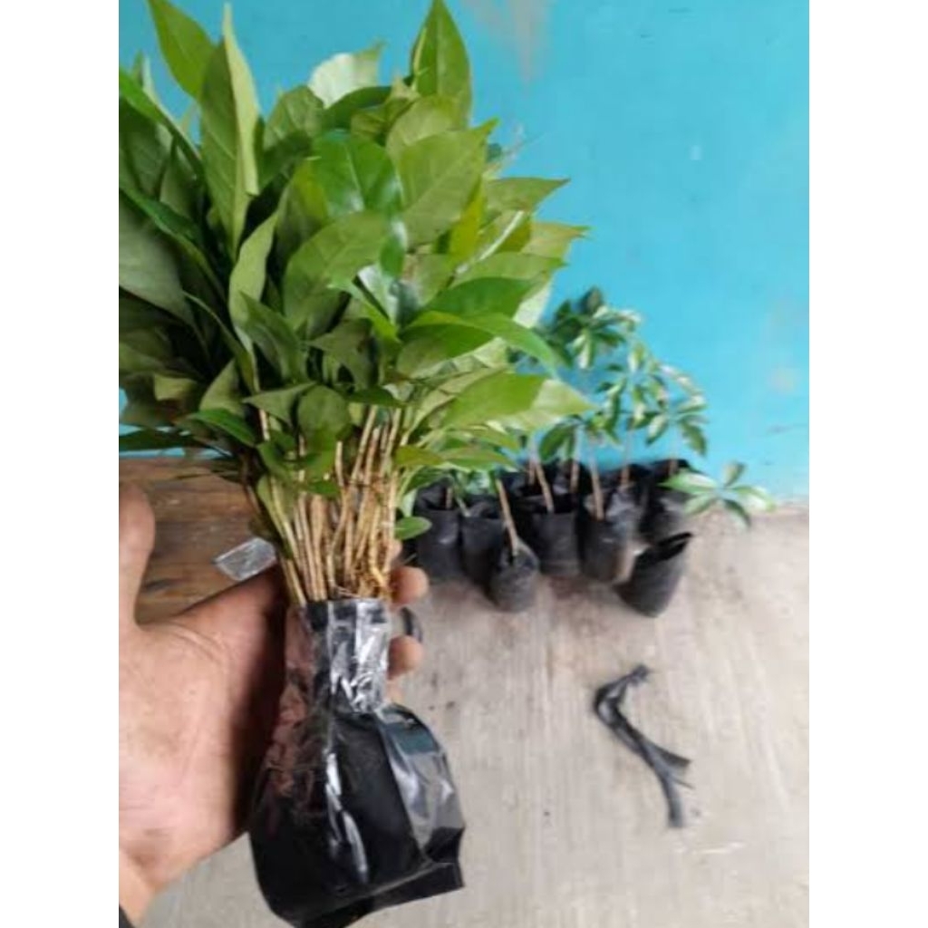 BIBIt kopi Arabika Cabutan 100bibit asli.gratis 5bibit