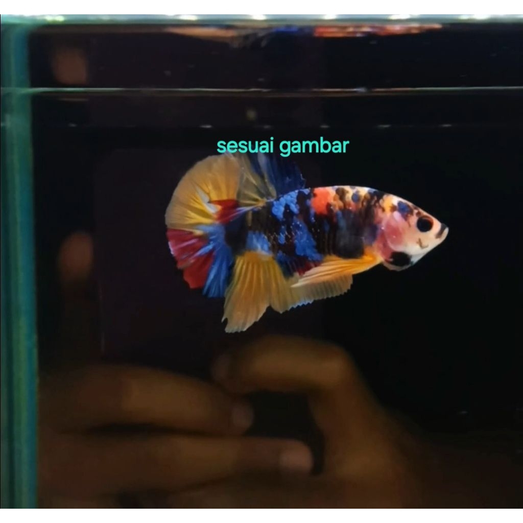 cupang Yellow base viet