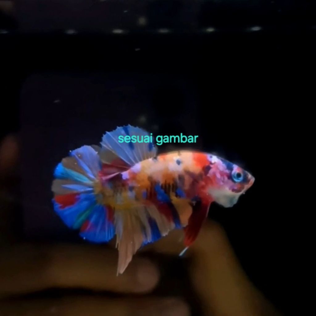 cupang yellow base gold multi