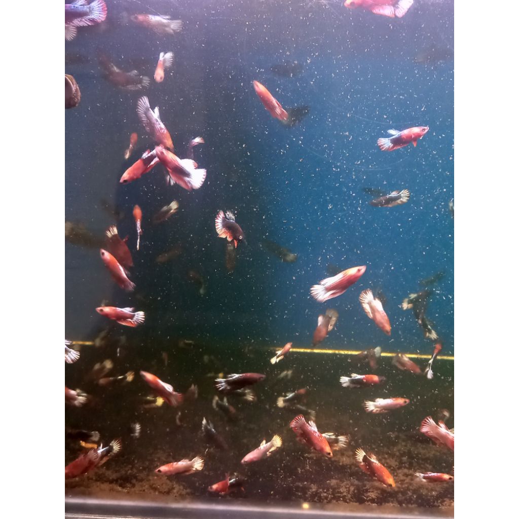 IKAN CUPANG - FEMALE FCCP