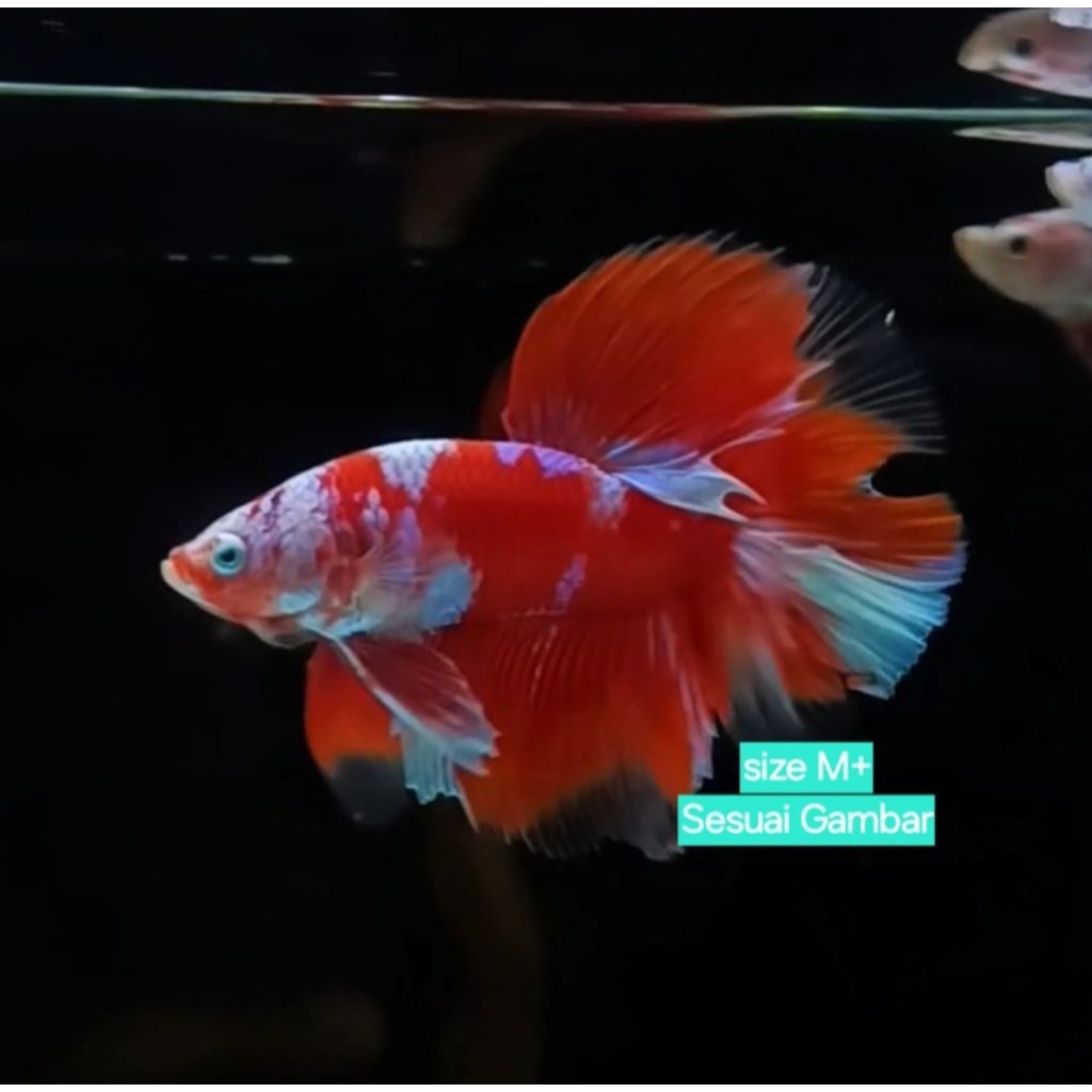 HM Red Barongsai Gold