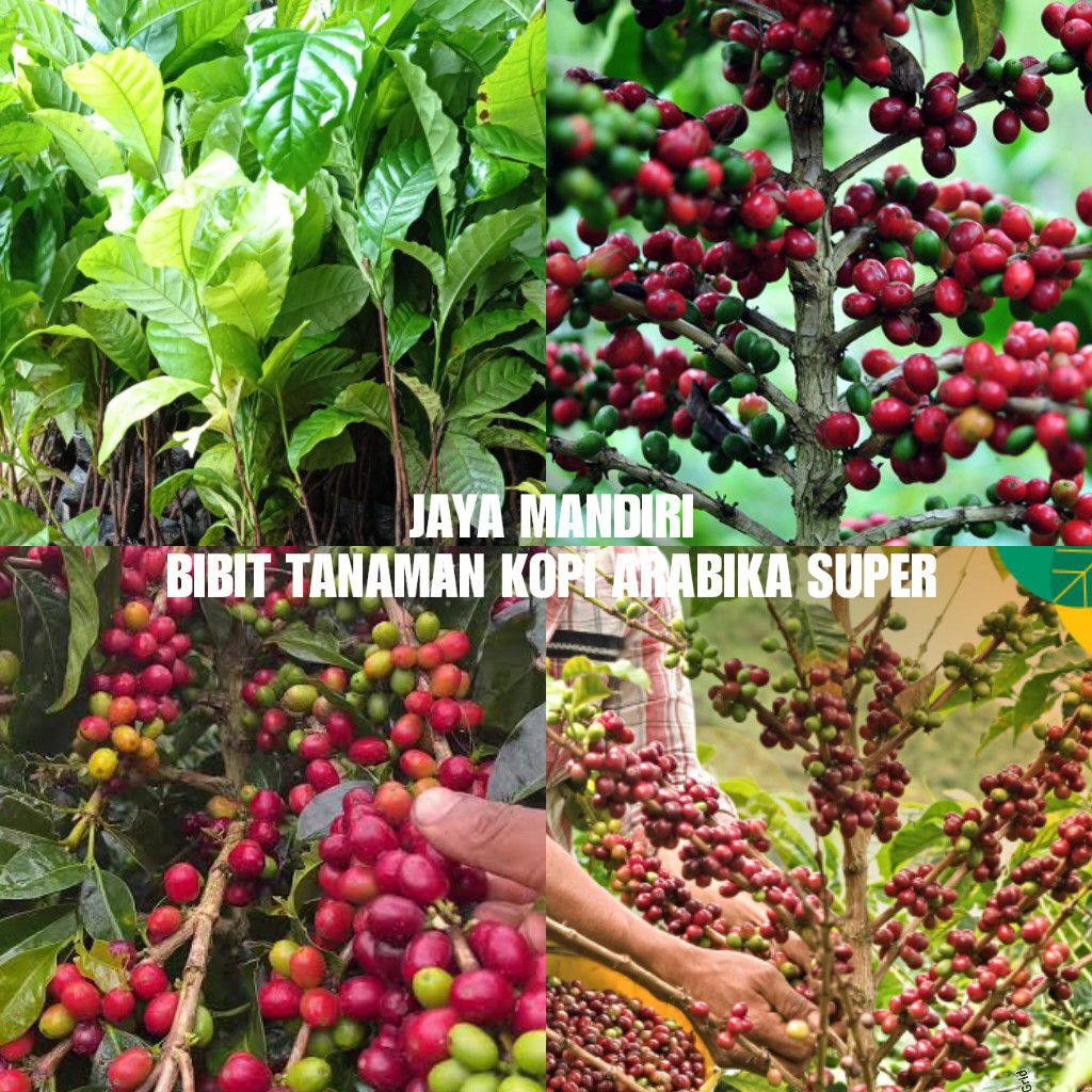 BIBIT KOPI ARABIKA SUPER (TANAMAN KOPI ARABIKA)