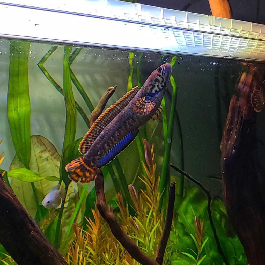 (COD)Promo Bleheri Rainbow Channa 3-5cm Free Pelet