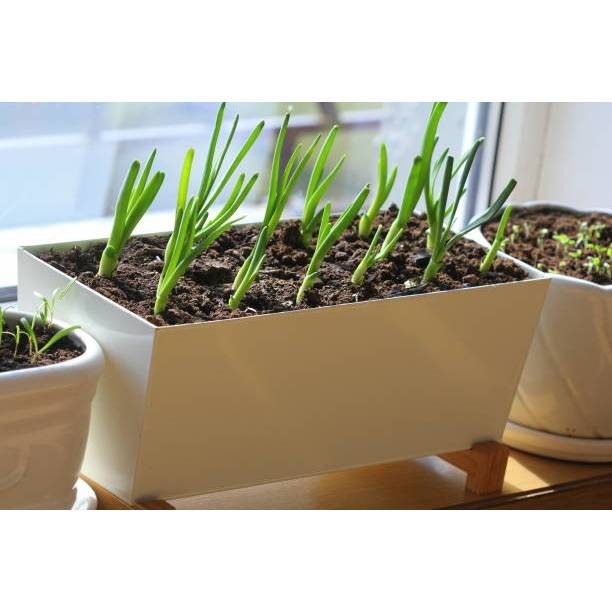 SUBUR BIBIT BAWANG BOMBAY