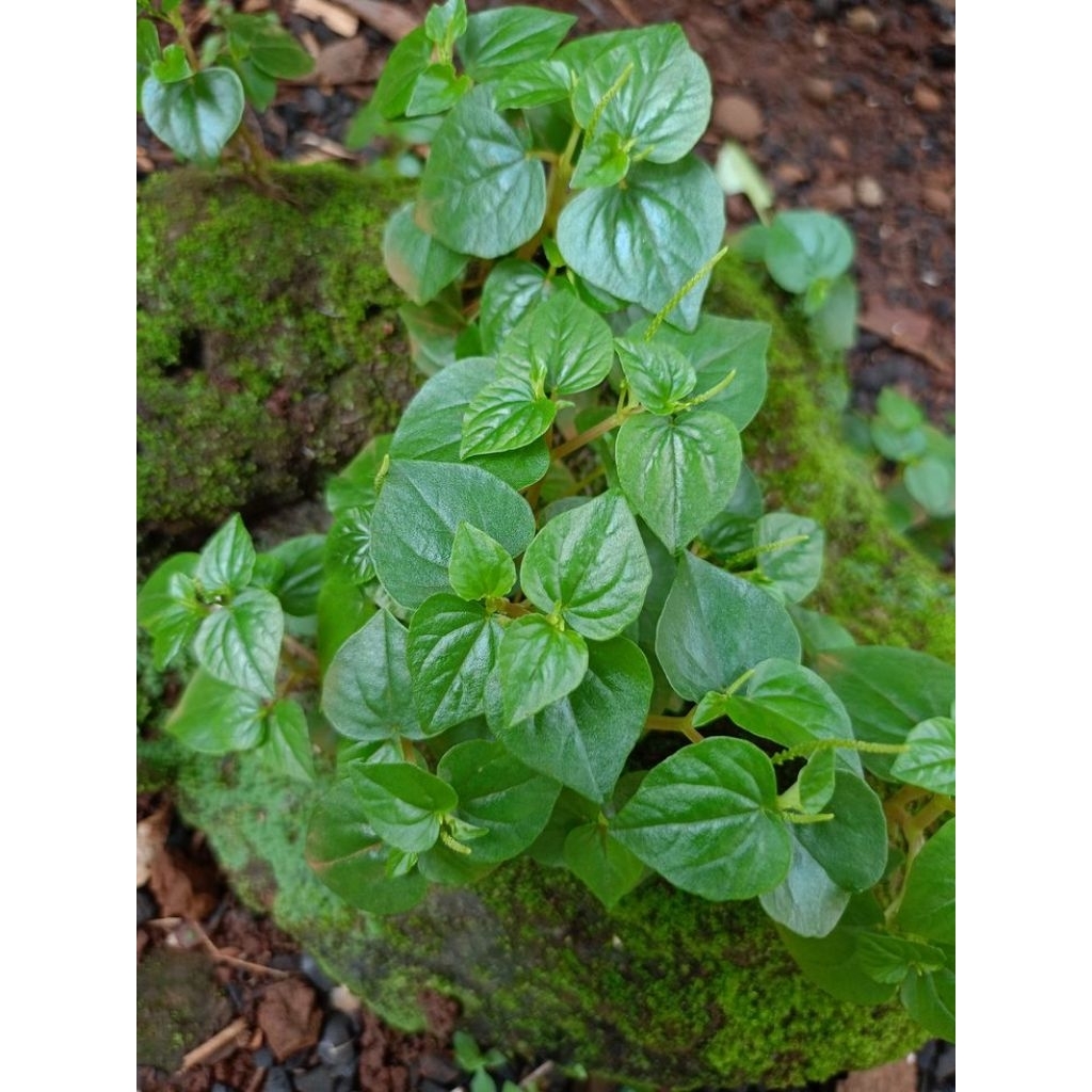 Sirih Cina Segar 250grm (Herbal SIRIH CINA)