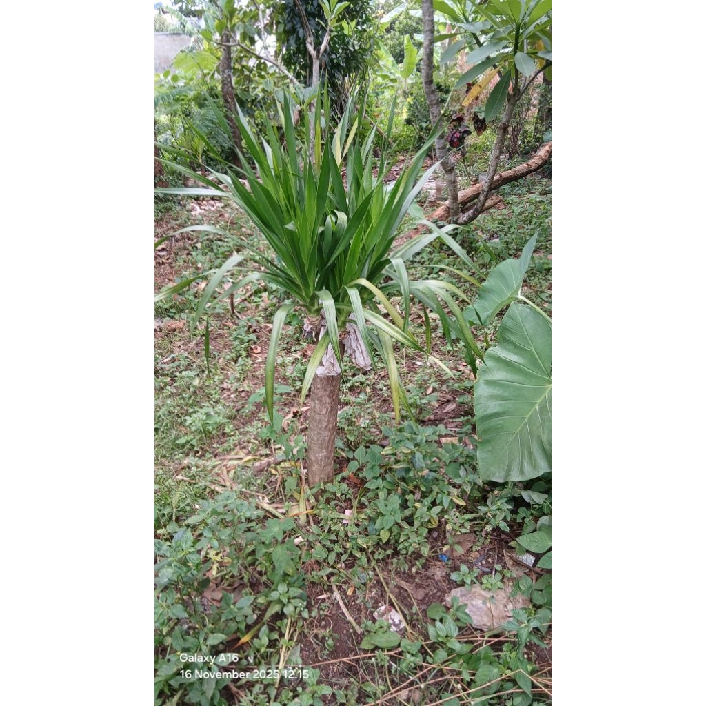 tanaman pandan bali bercabang
