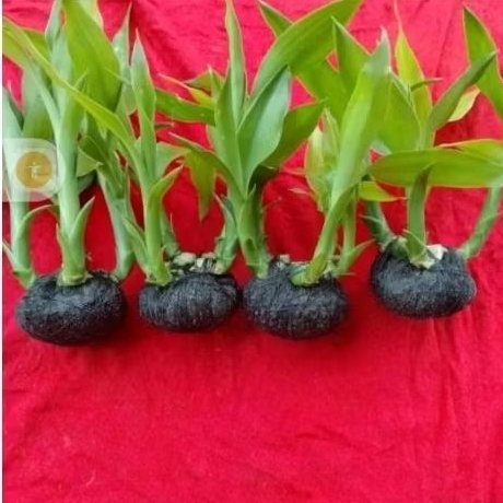 Aquascape bambu hoki/tanaman air Aquarium