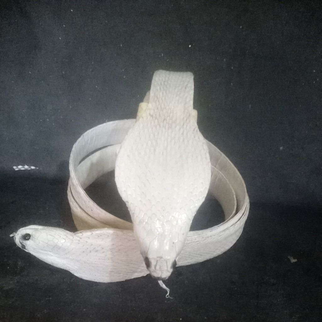 sabuk kulit ular cobra asli warna putih panjang 135-140cm