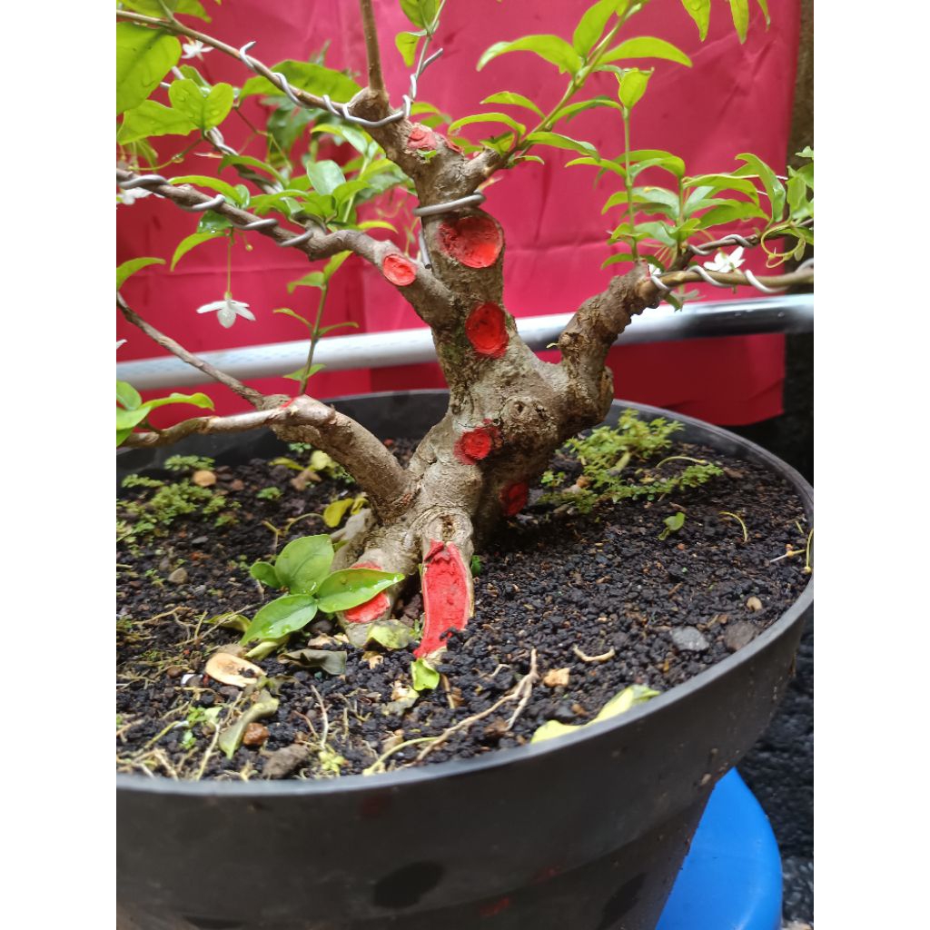 bonsai anting putri prospek