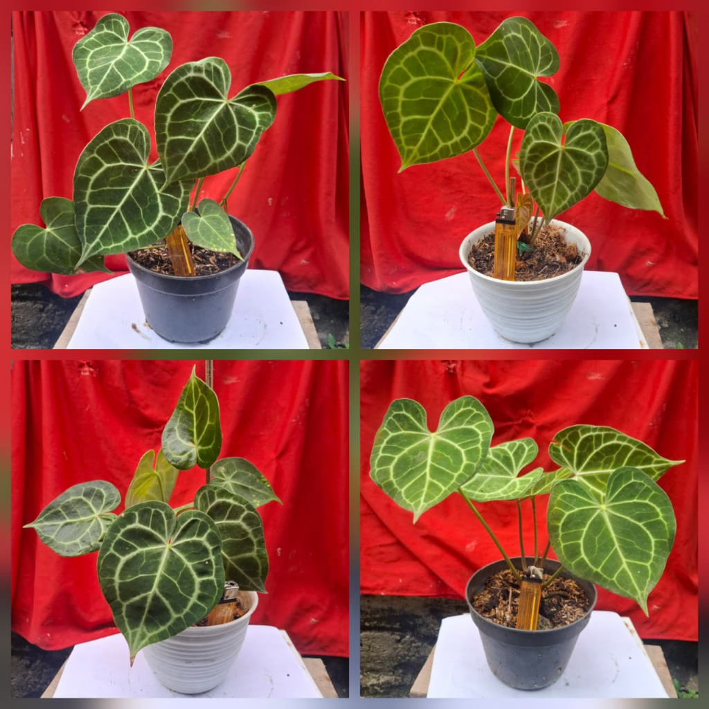 Anthurium Clarinervium Dark Form