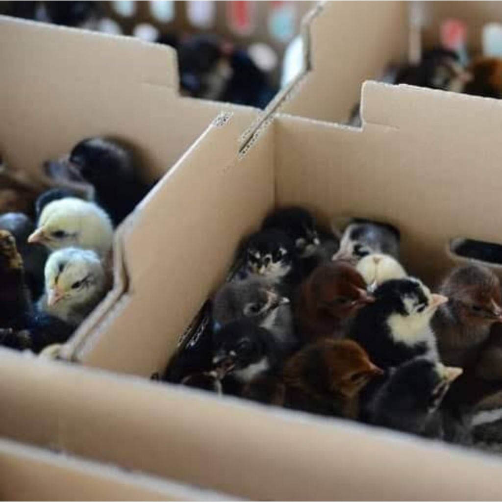 Doc Ayam Aka "Jantan" *Kampung Asli* Pilihan Kualitas Terbaik