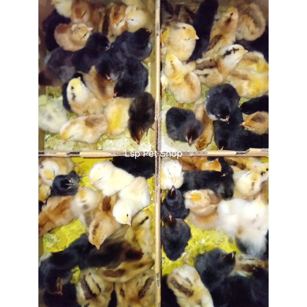 Doc Ayam Ulu Silangan Pelung Dan Francis Pilihan Kualitas Terbaik