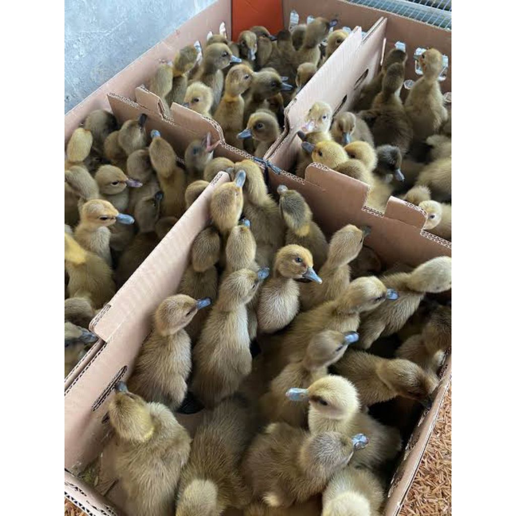 Dod Bebek Lokal Jantan Pilihan Kualitas Terbaik