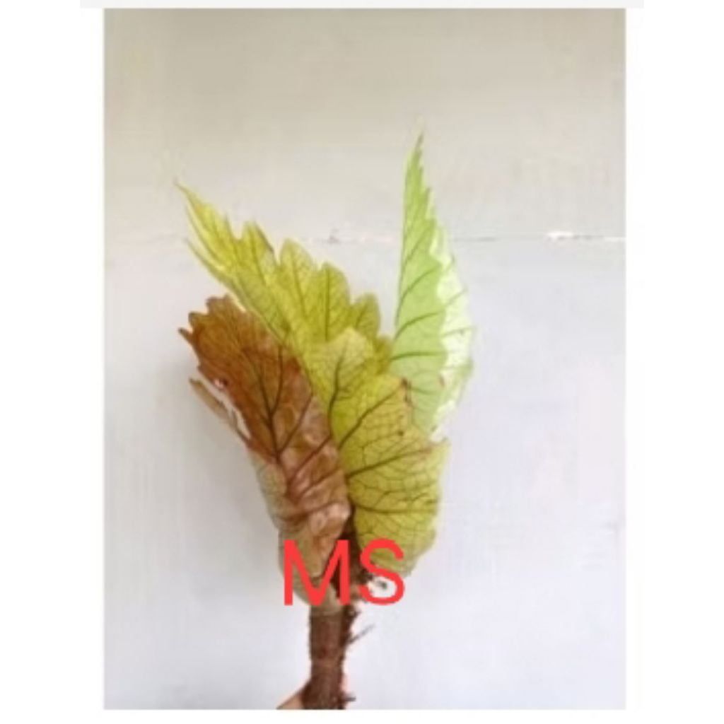 Tanaman hias kadaka aglaomorpha-tanaman hias dinding