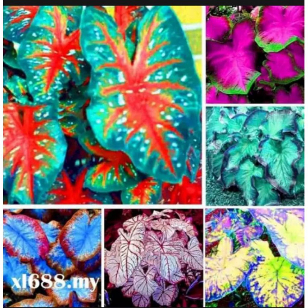 Promo sale umbi keladi import paket 6 umbi keladi akar rimbu murah meriah terlaris termurah seindone