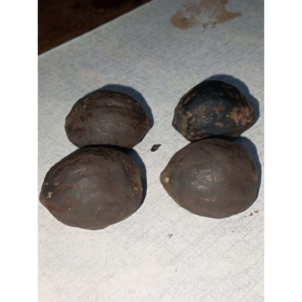 Muncang adu paling murah jenis anak md