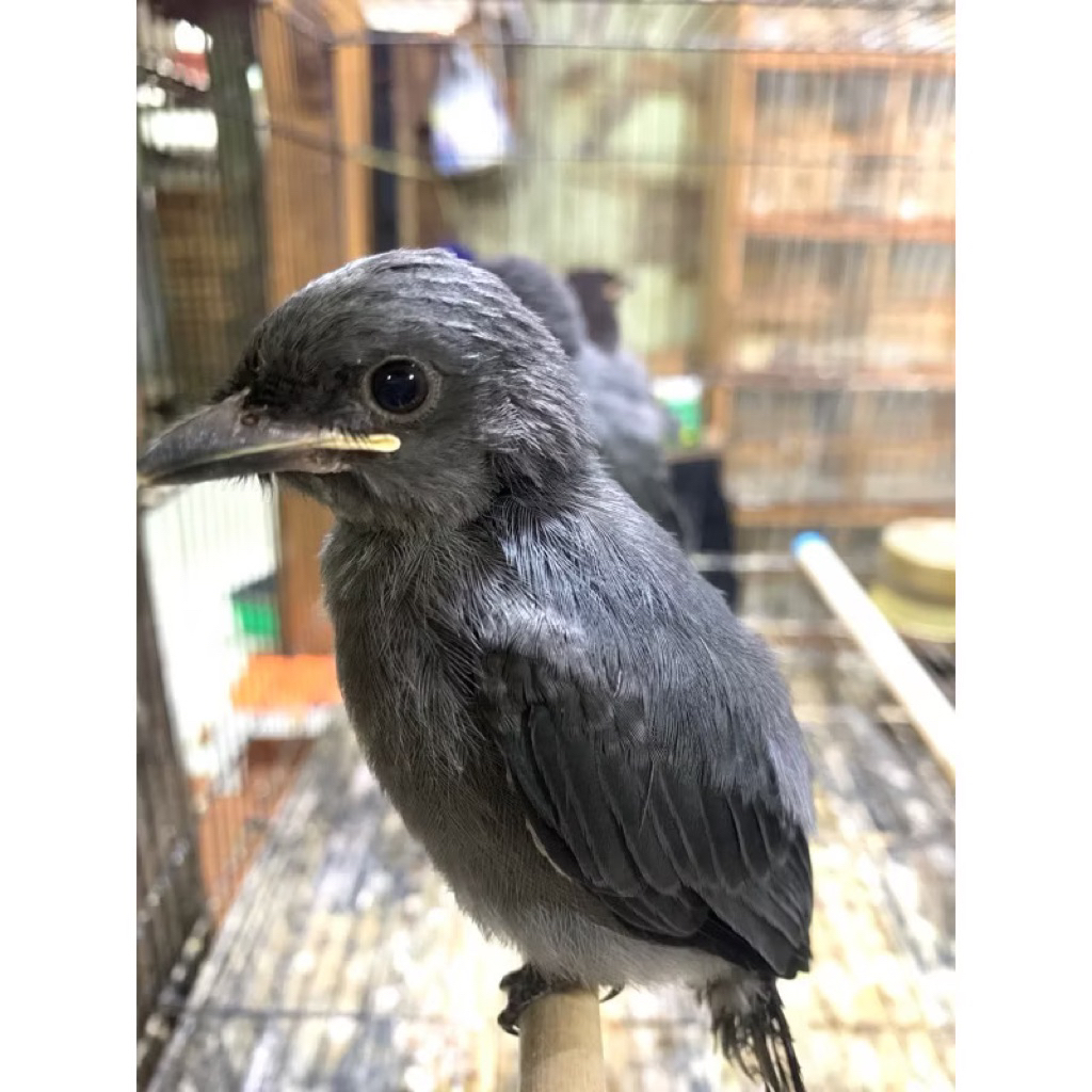 srigunting abu anak pilihan rawatan