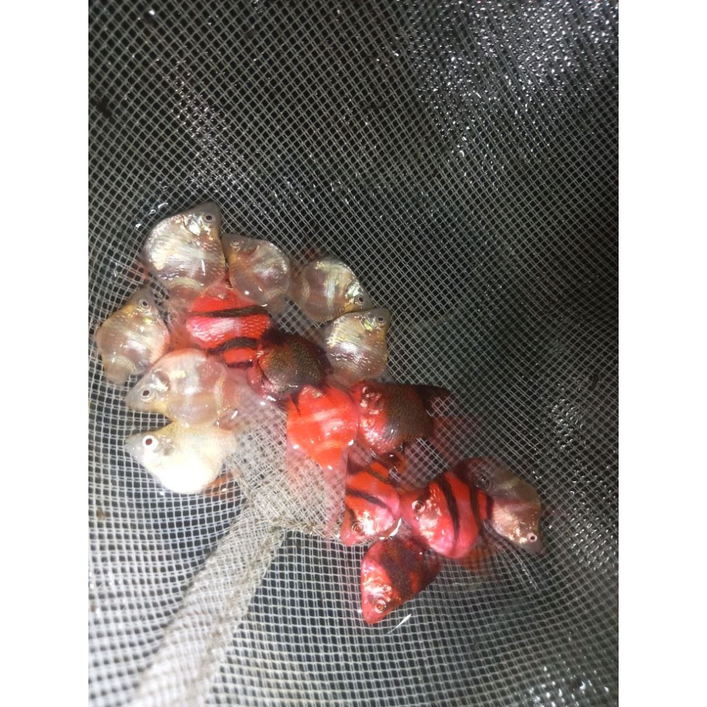 Red sumatra balon slayer