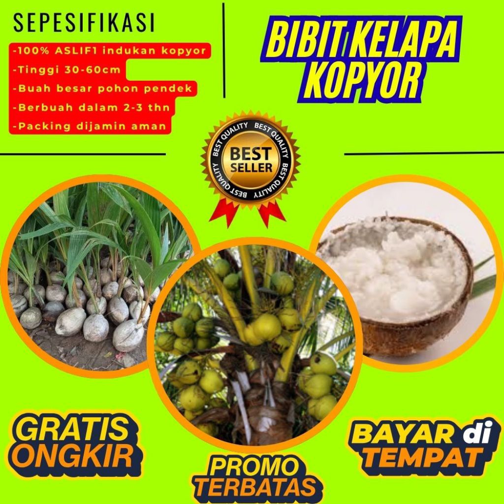 LANGSUNG DARI INDUKAN  Bibit Kelapa Kopyor Asli