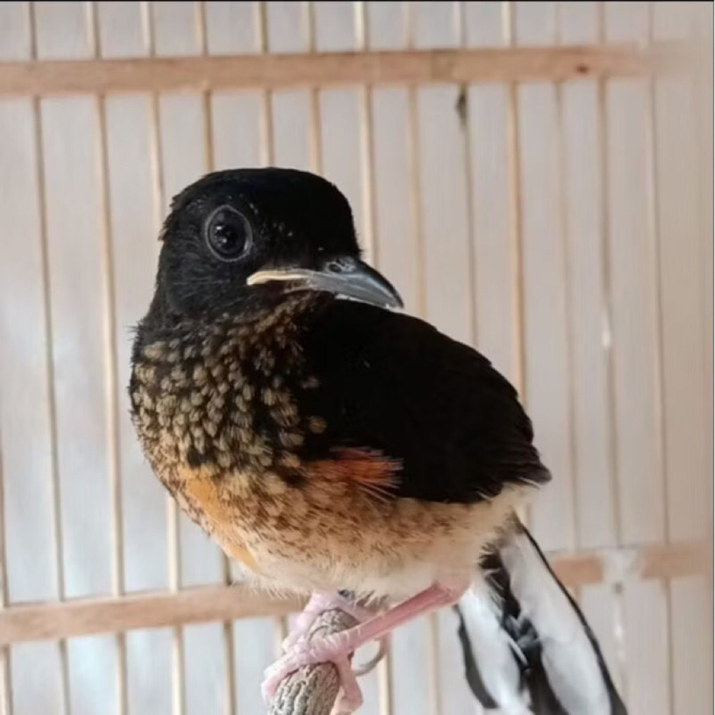 murai medan trotol gembling pilihan super