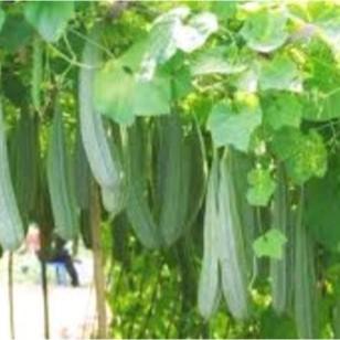 Gardening Mikha Biji Benih Oyong Gambas / Emes Lokal 50 Biji