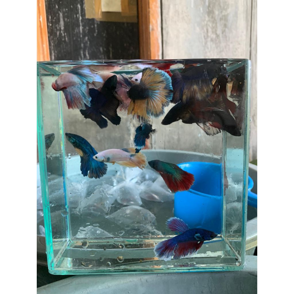 Cupang Halfmoon Cendol