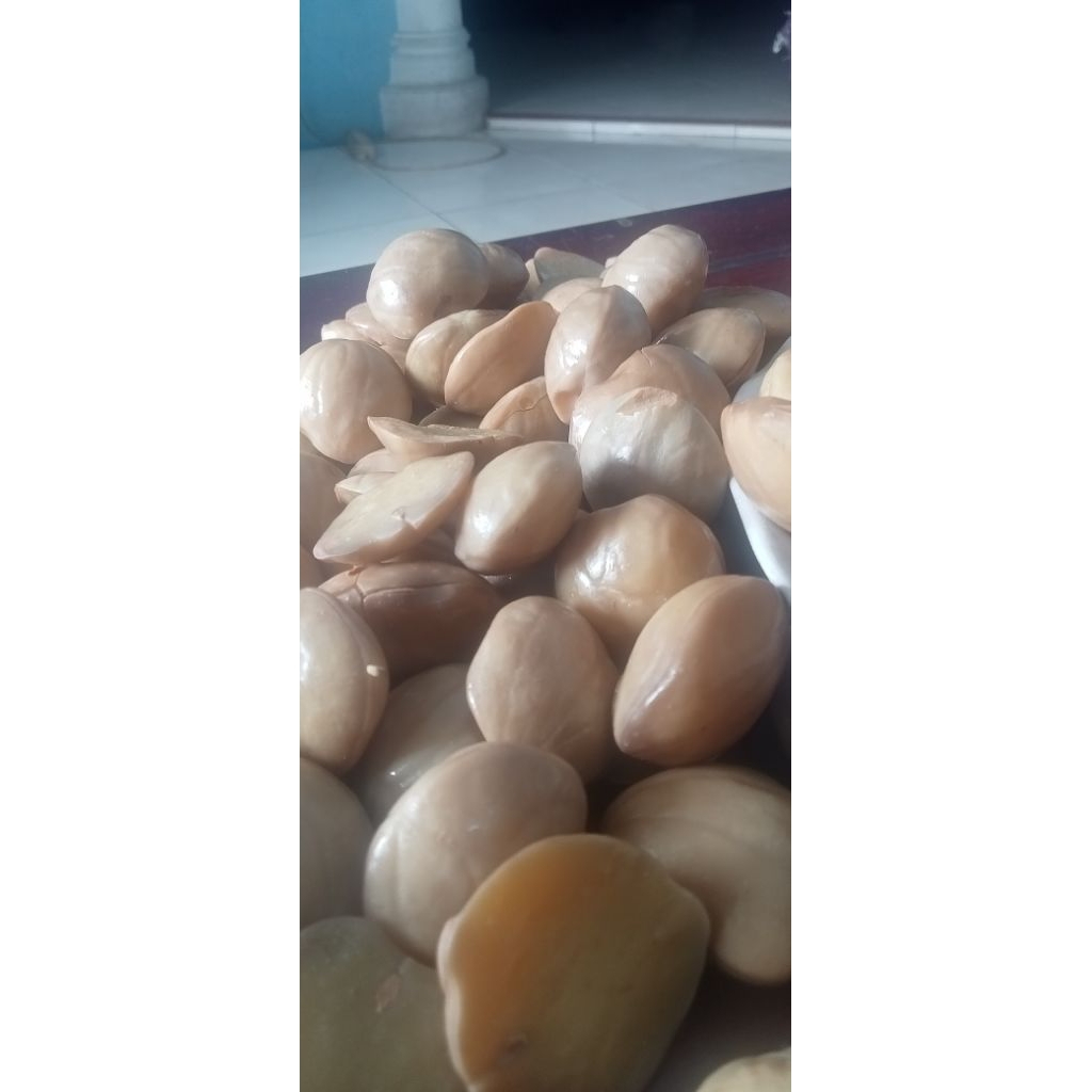 JENGKOL TUA REBUS/MASAK/MATANG REMPAH2 SIAP OLAH 1Kg