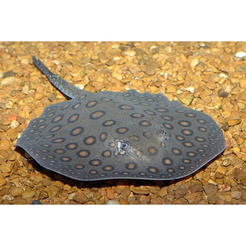 ikan hias pari air tawar pati motoro stingray hanya instan