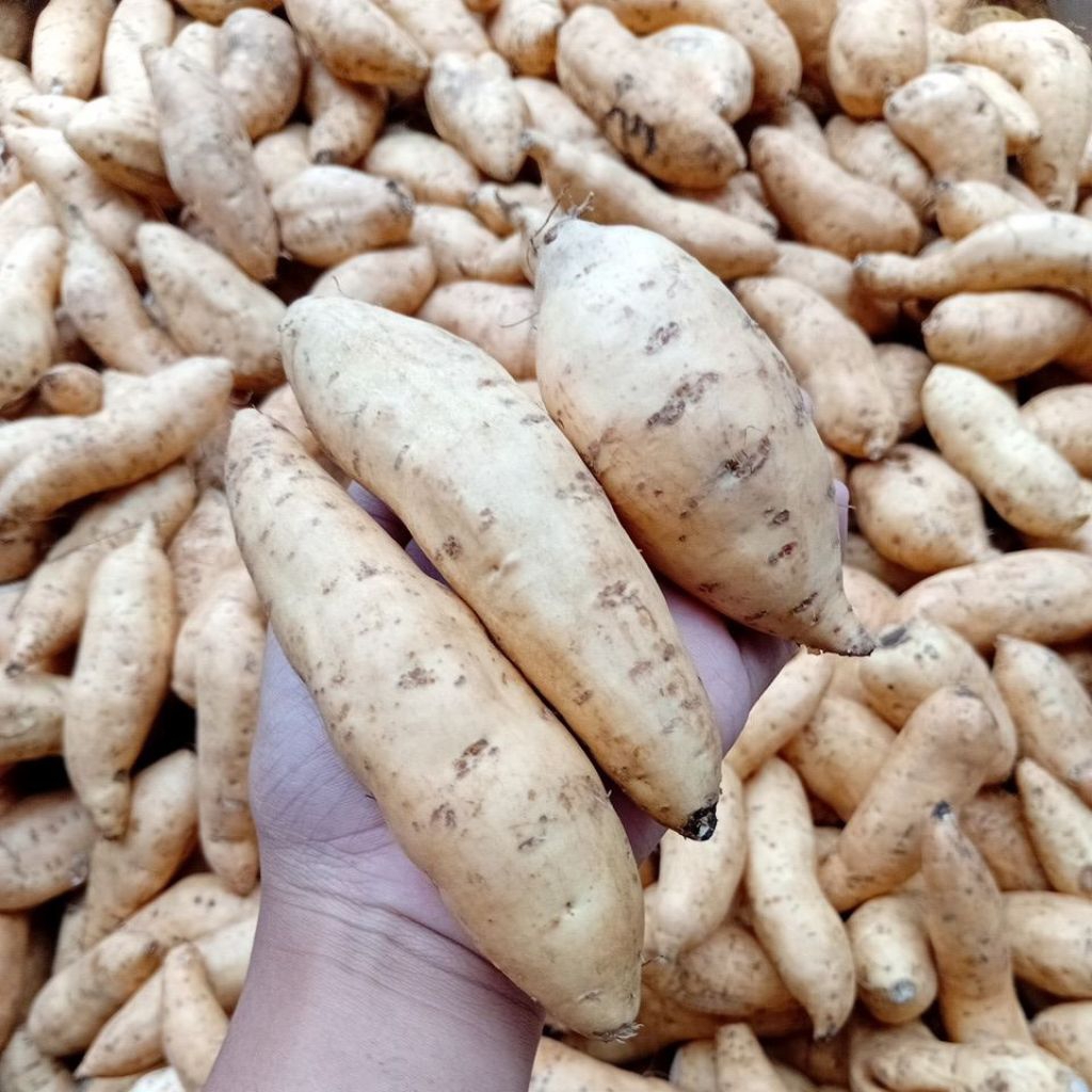 Ubi Madu Cilembu Ukuran Kecil Simanis Legit  1 kg