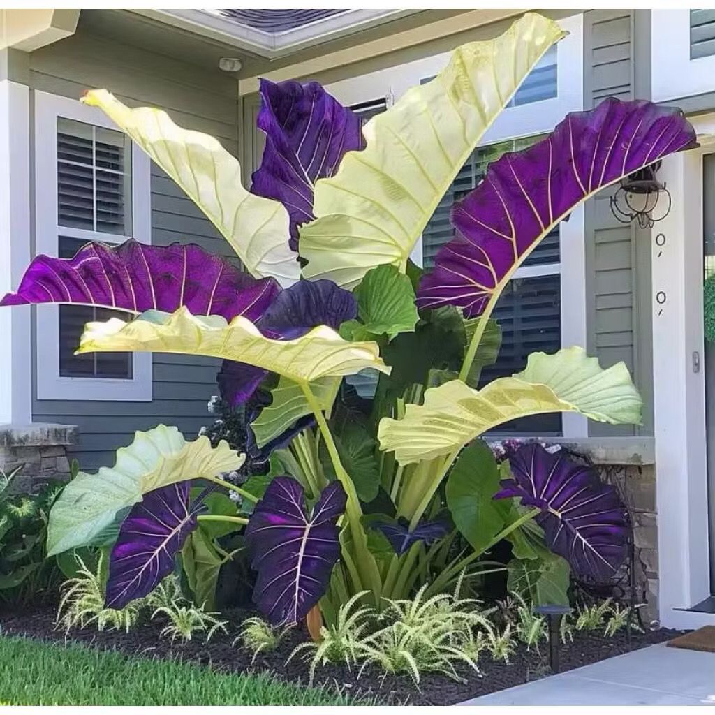 Promo Umbi Caladium Thailand Series 005 Benih Keladi Thailand