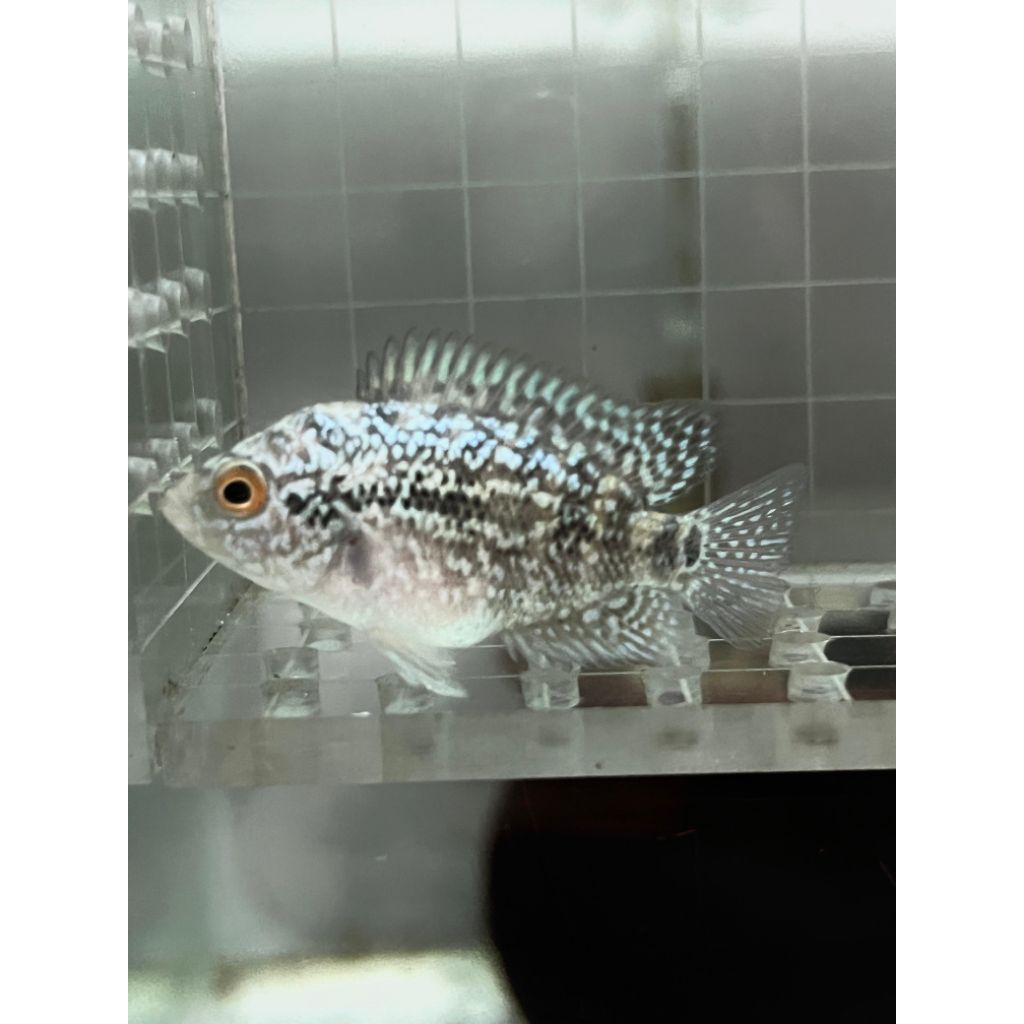 BURAYAK LOUHAN CENCU SIZE SEJARI