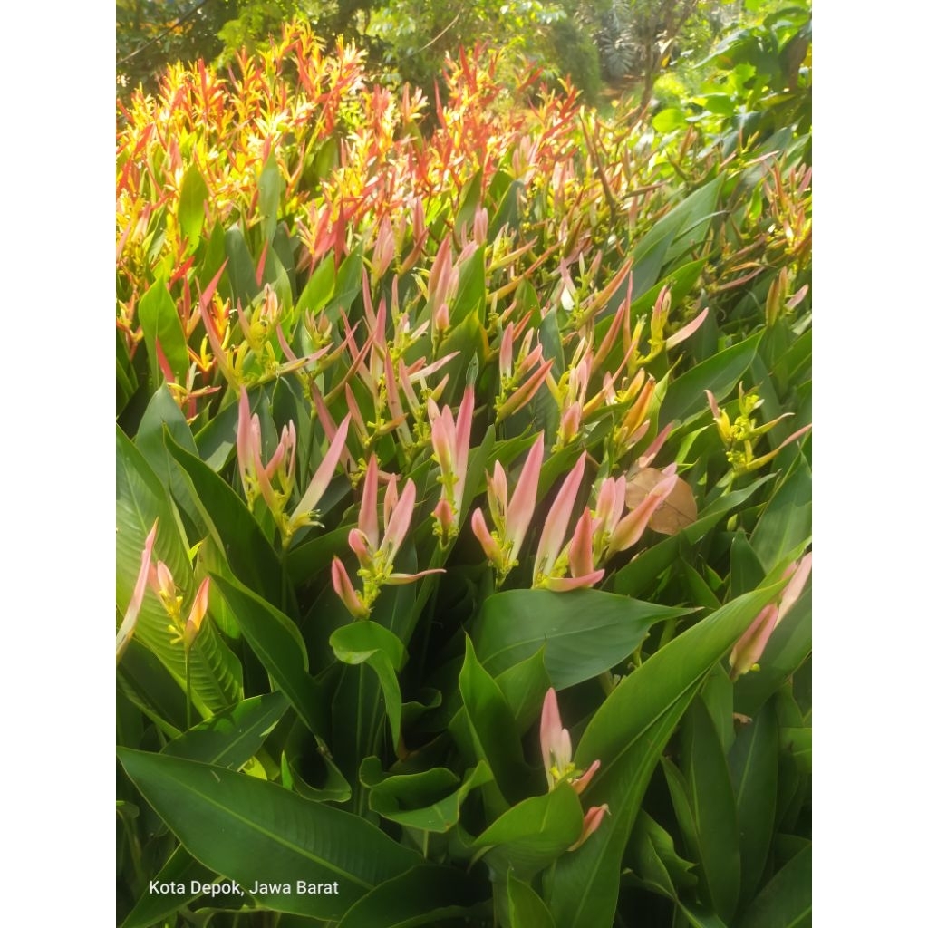 paket 10 pohon tanaman hias heliconia bunga pink