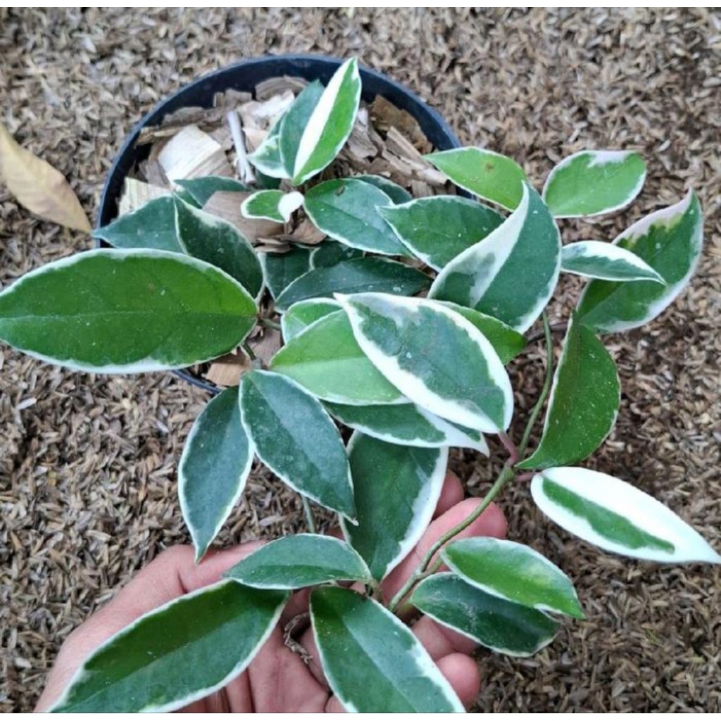 tanaman hias hoya carnosa tricolor bunga gantung hoya kornosa varigata
