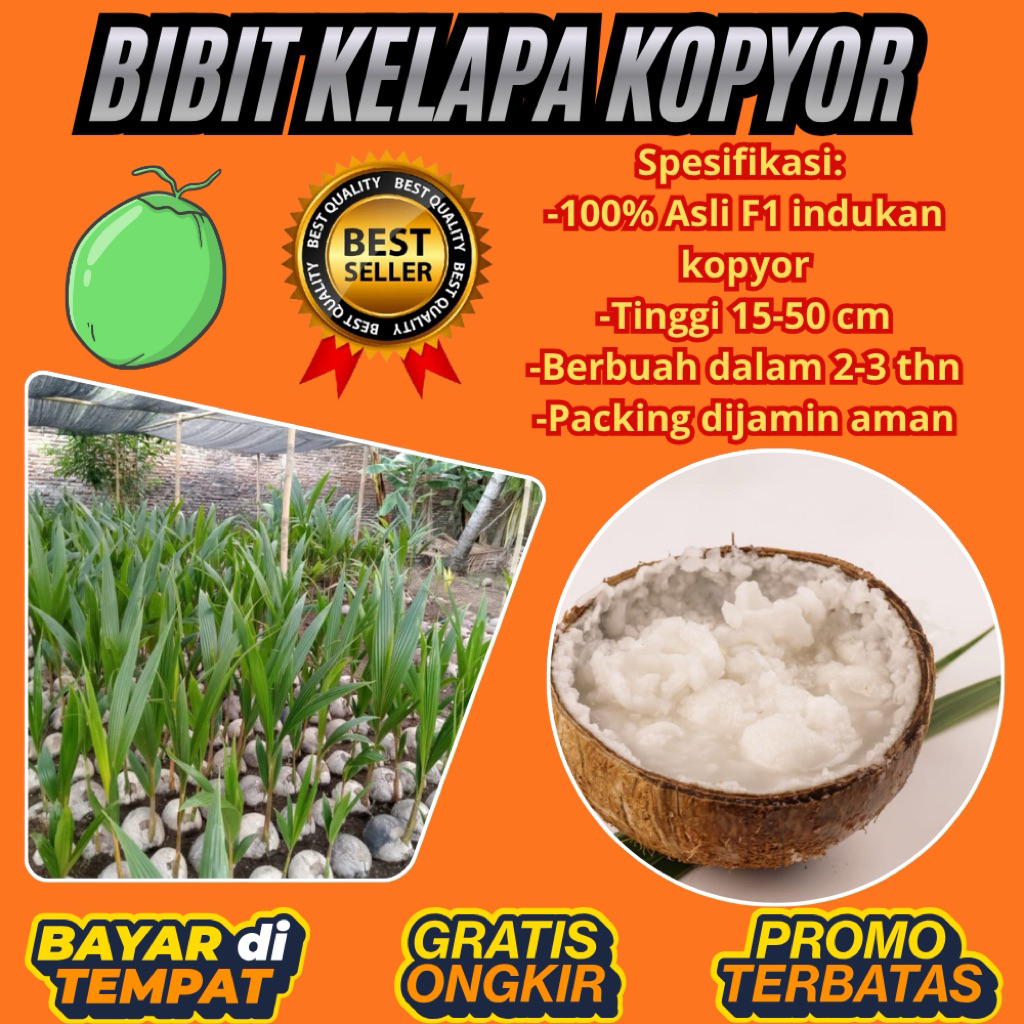 POHON PENDEK  Bibit Kelapa Kopyor Harga, Bibit Kelapa Kopyor Jelly, Bibit Kelapa Kopyor Jelly Thaila