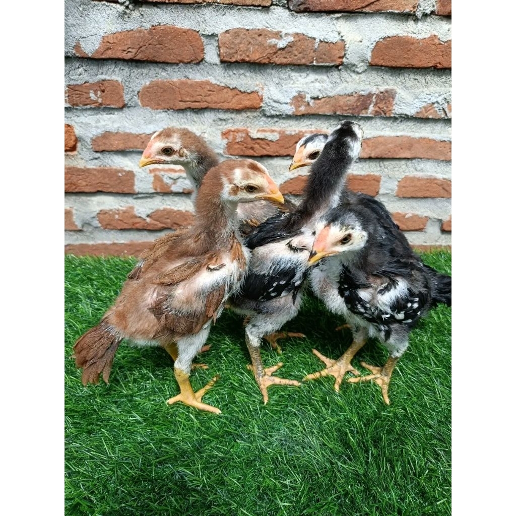 promo harga, anakan ayam bangkok selatanx mangon trah bagus, sehat