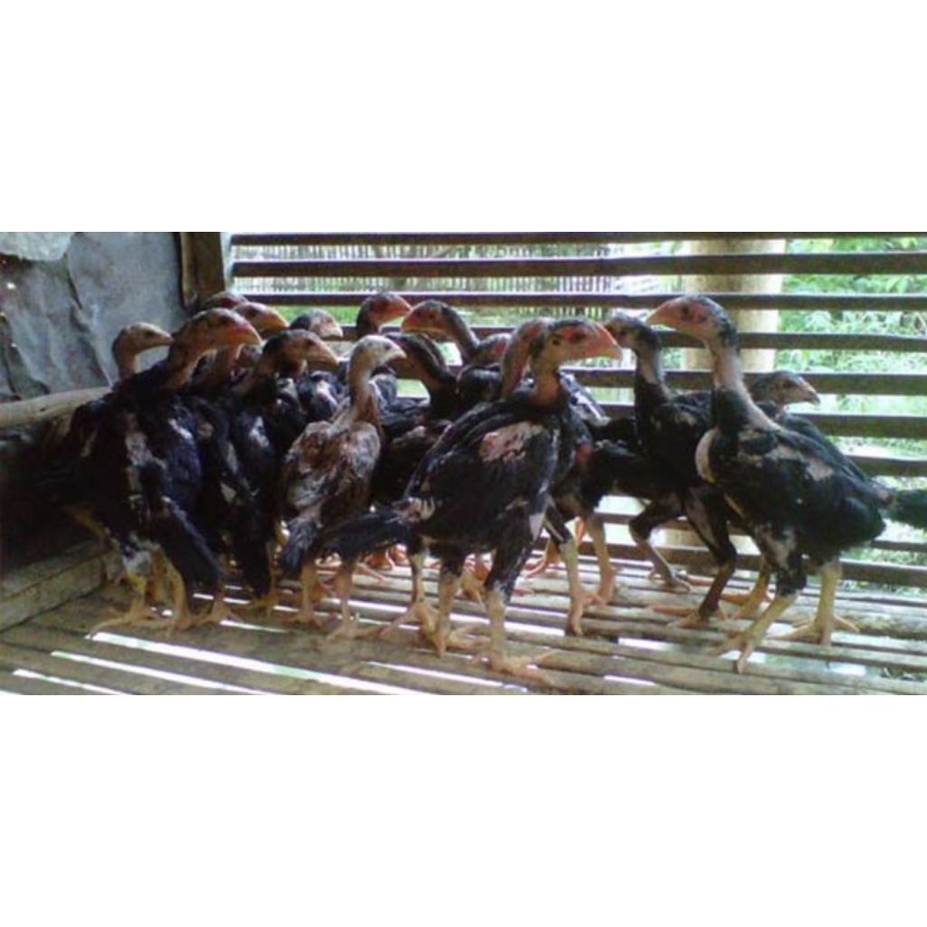 anakan ayam bangkok selatan x pakoy